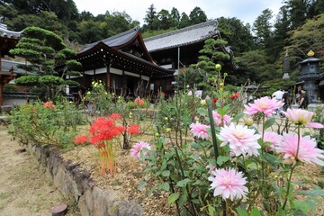 明日香村　岡寺