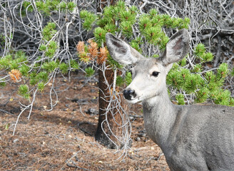 Mule Deer Doe