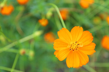 黄色いコスモス