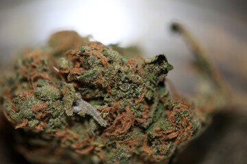 Cannabis bud medical marihuana super lemon haze high quality modern prints