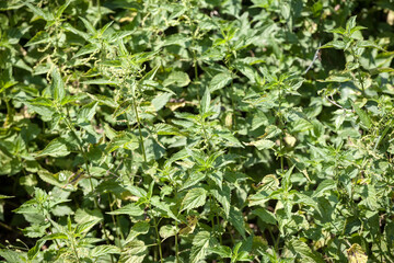Common nettle bush, invading a meadow, with blooming flowers in summer. Also called urtica Dioica, the stinging nettle is an irritating plant from the Urticaceae family