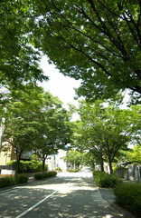 Obraz premium 街路樹と道路
