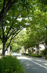 街路樹と道路