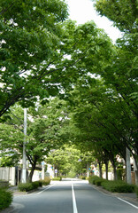 街路樹と道路