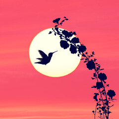 Flowers silhouette and a hummingbird against  sunset