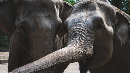 african elephant in zoo