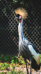 grey crowned crane
