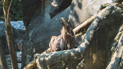 
goat resting on the rock