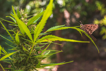 Mariposa parada en marihuana