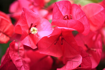 ブーゲンビリア