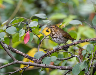 Swainson's Thrush Foraging in Fall