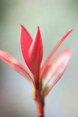 サザンカの新芽