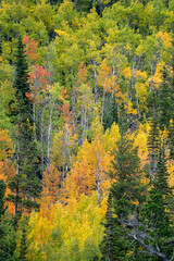 Vivid fall foliage colors on the trees in Rocky Mountain National Park in Colorado in autumn