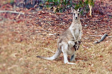 Kangaroo with joey 