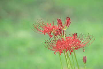 草原に咲く彼岸花