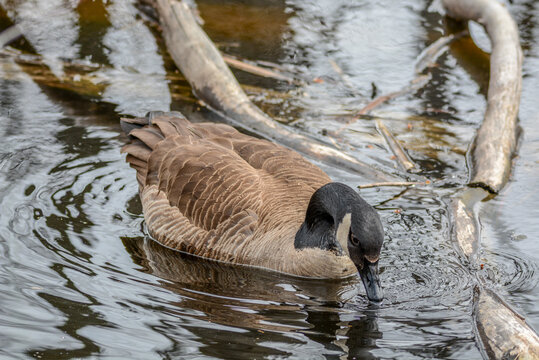 รูปภาพAvialae เลือกดูภาพถ่ายสต็อก เวกเตอร์ และวิดีโอ520 Adobe Stock