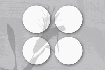 Natural light casts shadows from a Spikelets and leaves of the planton 4 round sheets of white textured paper