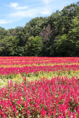 鶏頭 ケイトウ 花 フラワー