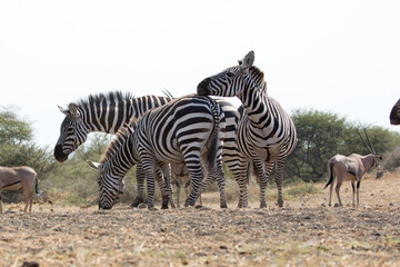 Fototapeta na wymiar A heard of Zebras (Equus quagga) drinking at a waterhole. Kenya.
