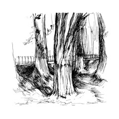 Trees in the square. Trunks without crowns. Graphic drawing in black liner on a white background. Elements of urban and Park landscape. Square illustration.