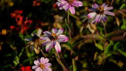 Obraz premium Flowerbed in a city park