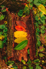 Fall season nature change in color. Autumn concept of leaves life cycle colorful foliage: green to yellow, red, brown