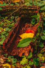 Fall season beauty in forest nature: different stages of leaves life in color display