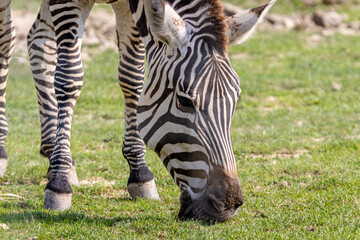 Fototapeta na wymiar A Zebra (Subgenus Hippotigris)
