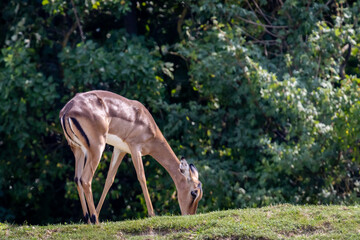 Impala (Aepyceros melampus)