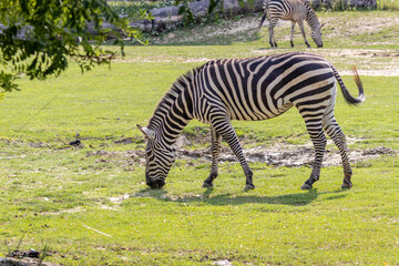 Fototapeta na wymiar A Zebra (Subgenus Hippotigris)