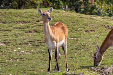 Impala (Aepyceros melampus)