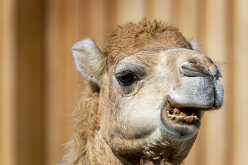 Dromedary or Somali or Arabian camel (Camelus dromedarius)