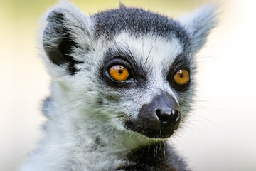 The ring-tailed lemur (Lemur catta)