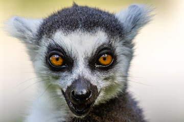 The ring-tailed lemur (Lemur catta)