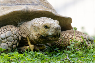 African spurred tortoise (Centrochelys sulcata)