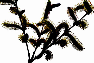 デジタルフラワー