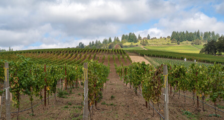 Fototapeta na wymiar Landscape of vines in a row Oregon state.