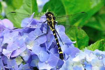 アジサイとトンボ © Paylessimages