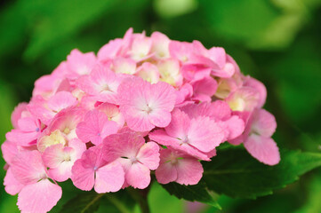 Fototapeta premium アジサイ