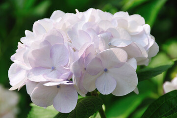 アジサイ