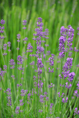 Naklejka premium ラベンダー