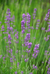 Naklejka premium ラベンダー