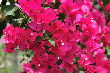 ブーゲンビリヤ