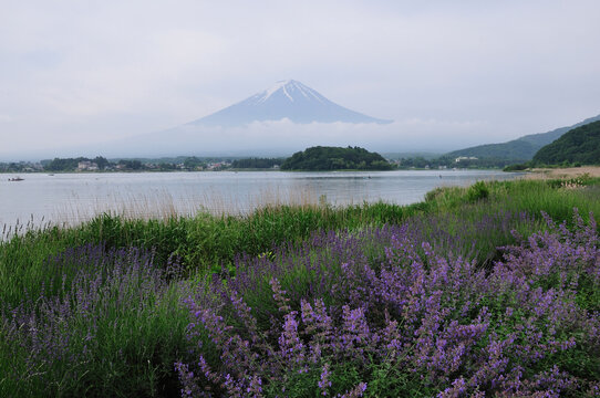 富士山とラベンダー