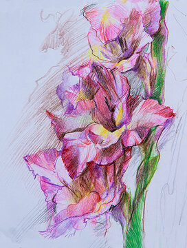 Graphic drawing of purple irises on a blue background. A bouquet of flowers to decorate a postcard. Background or print on the package. Picture on the wall.Made in the technique of colored pencil .