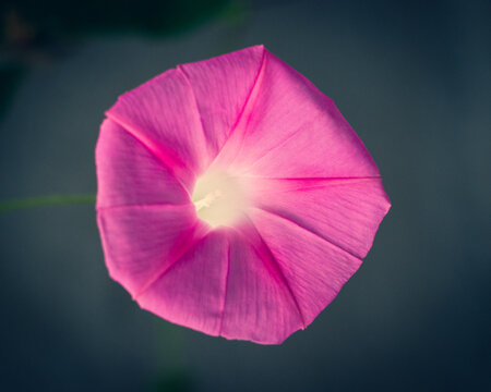 Flor Pentagono