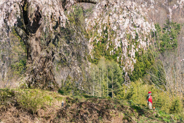 上発知のしだれ桜