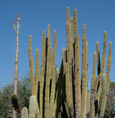 Organ pipe Cactus 