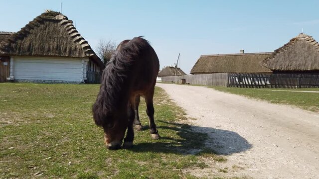 Full shot of horse eating grass in an old European Celtic village of the early 20th century.