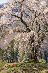 上発知のしだれ桜